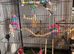 Budgies and full set up