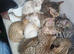 F3 Savannah kittens  Ready to Find a NEW Loving Home