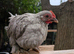 Lavender pekin bantams