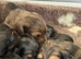 KC registered Standard Long Haired Dachshunds