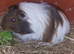 9 week old baby guinea pig