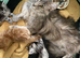 Full Maine Coon Russian Bred Male Kittens