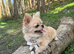 Quality long coat pedigree small chihuahua girl