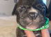 Gorgous Staffordshire bull terrier ready to leave 3 boys left