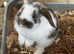 Mini Lop for sale