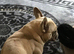 2 French bulldog girl looking for a new home.