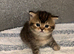 Pedigree British Shorthair