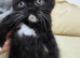 female kittens