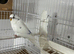 Young pair of budgies for sale