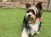 Biewer Yorkshire Terrier for stud