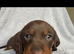 4 beautiful Dashound puppy's