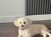 Gorgeous Poochon