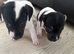 Jack Russell puppys £600 ready to go
