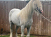 13hh riding gelding