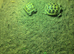 2 baby Tortoises including all accessories