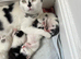 Kittens for sale