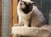 BEAUTIFUL RAGDOLL FEMALE FOR SALE