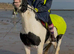 14.3/15hh riding cob