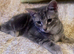 For Sale 1 Gorgeous Grey Tabby Boy Kitten
