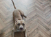 11month old American bulldog