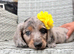 4 beautiful longhaired miniature dachshund
