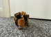 1 male Abyssinian baby