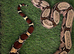 Guyanan Red Tail Boas