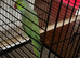 Indian ring neck parrot