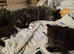 Maine coon male kitten