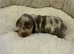 Miniature daschund