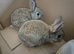 5 Agouti colored Netherland Dwarf Rabbits