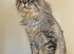 Maine coon female TICA registered and DNA tested
