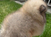 1 Adorable Pomeranian Boys