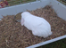 Male n female rabbit