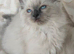 Beautiful ragdoll kittens