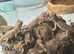 Baby bearded dragons