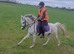 Smashing Arabian gelding