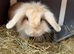Bunny for rehoming