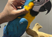 Young Friendly Super Tame Talking Blue & Gold Macaw