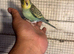 Baby budgies for sale £40 each collection mk404nn