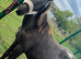 Friesian X Appaloosa filly