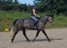 15.2hh 5 year old Connie x ID Mare.