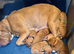 Dogue De Bordeaux in Torbay