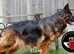 The Sire is Grandson of famous Boss (Bossenburg)