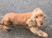 Cocker spaniels females