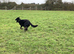 German Shepherd Bi male