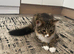Maine coon x ragdoll