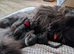 Tica pedigree male kitten