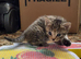 5 lovely kittens for sale