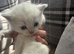 Kitten for sale  dad ragdoll  and mim british short hair